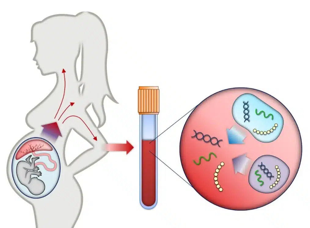Price List | Private Ultrasound Scans and Health Checks | London Private Ultrasound