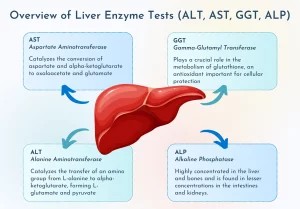 ALT Liver