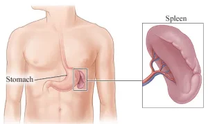 Spleen Health