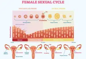 endometrial wall thickness normal
