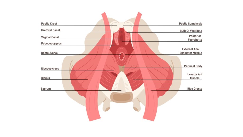 Reviews | Private Ultrasound Scans and Health Checks | London Private Ultrasound