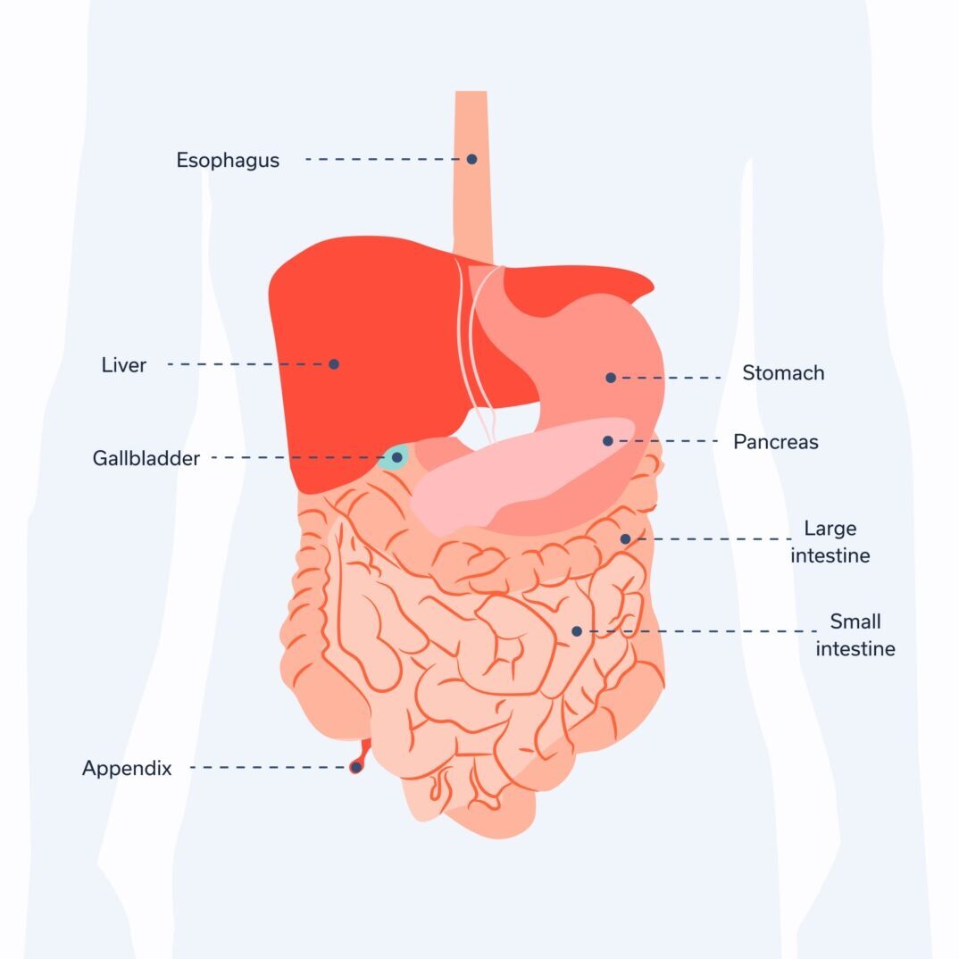 Abdomen Health Check